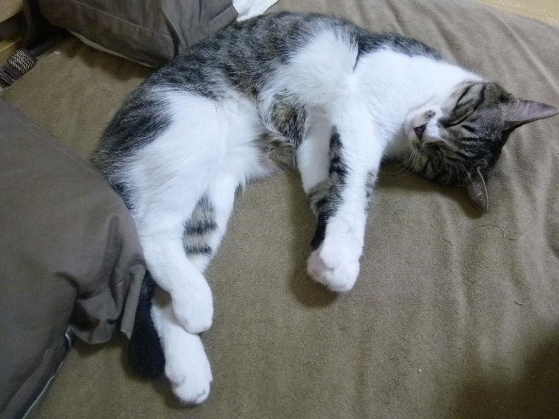 国际拳击锦标赛中国队斩获多金,国际拳击联合会